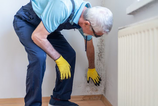 Older male plumber wearing gloves and work overalls inspects mold and water damage on the lower corner of an interior wall. He leans down to examine the affected area near the floor, suggesting a hidden leak or moisture issue.